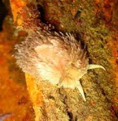 Shaggy Mouse Nudibranch. Night Dive at Redonde Beach Wash... by Timothy Lamb 